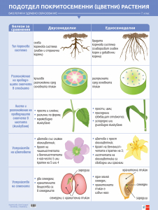 Табло по биология и здравно образование за 7. клас - цвят, подотдел покритосеменни растения